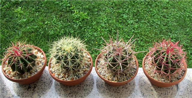 ferocactus